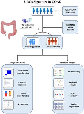 Multi-omics analyses were combined to construct ubiquitination-related features in colon adenocarcinoma and identify ASNS as a novel biomarker